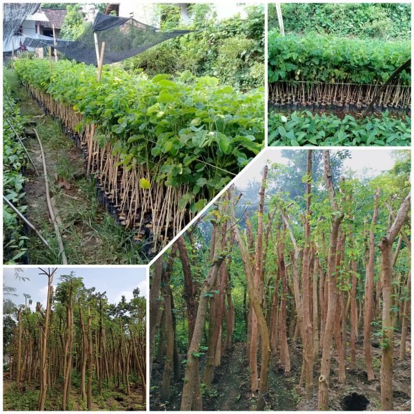 Jual Tanaman Trembesi Berkualitas CV AGROTANI SEJAHTERA