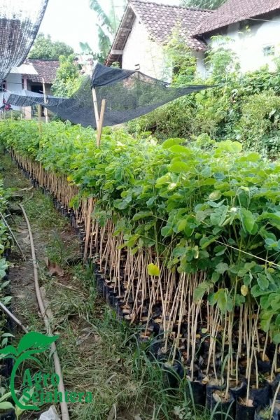 Jual Tanaman Trembesi Berkualitas CV AGROTANI SEJAHTERA