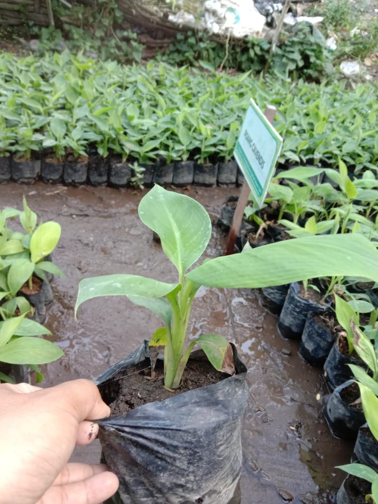 Jual Bibit Pisang Cavendish Terkenal di Blora 081272952618 Berkualitas