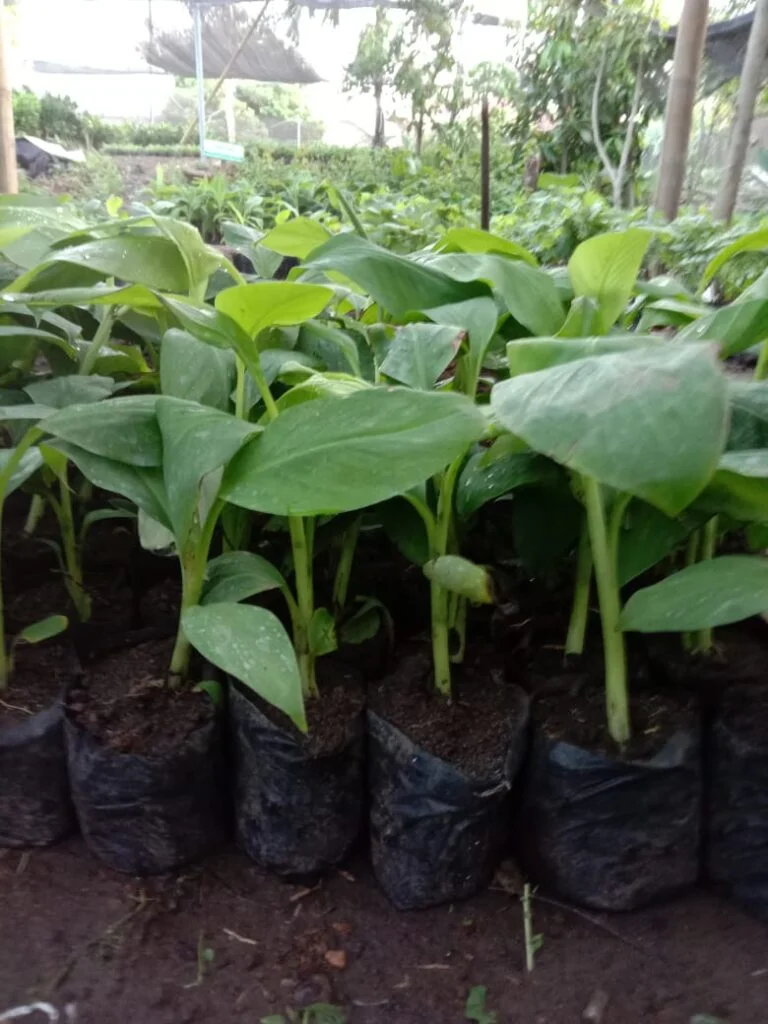 Jual Bibit Pisang Cavendish terkenal di Jember 081272952618 Berkualitas