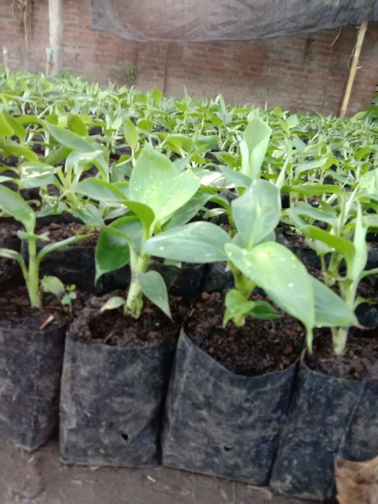 Jual Bibit Pisang Cavendish terkenal di Surabaya 081272952618 Berkualitas