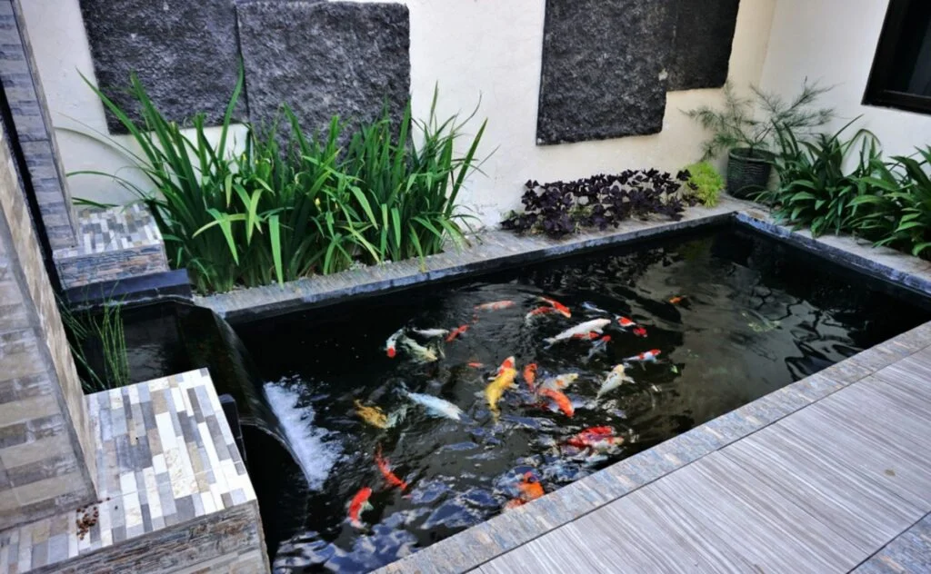 Jasa Pembuatan Kolam Ikan Koi Berpengalaman Dan Terpercaya Agro Tani Sejahtera