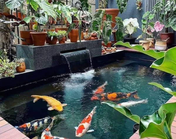 Jasa Pembuatan Kolam Ikan Koi Berpengalaman Dan Terpercaya Agro Tani Sejahtera