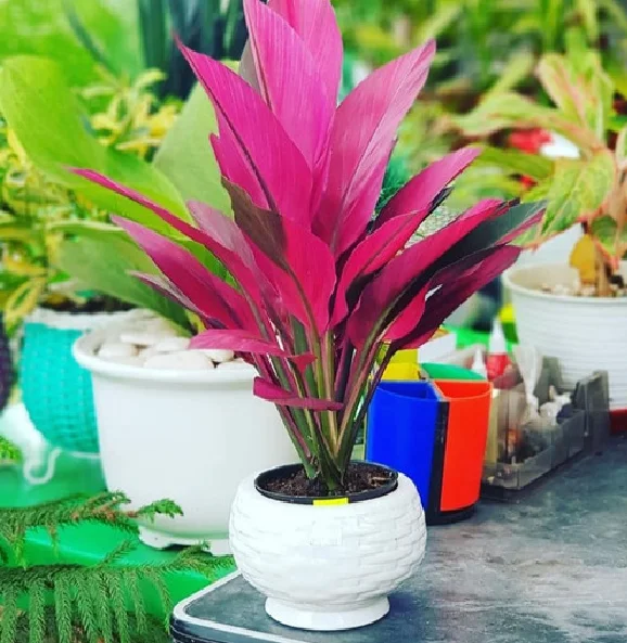 jual tanaman hias viral andong merah