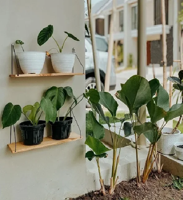 pisang - pisangan calathea lutea