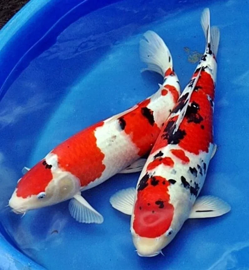Ikan Koi taisho sanke Jasa Pembuatan Kolam Ikan Koi Berpengalaman 
