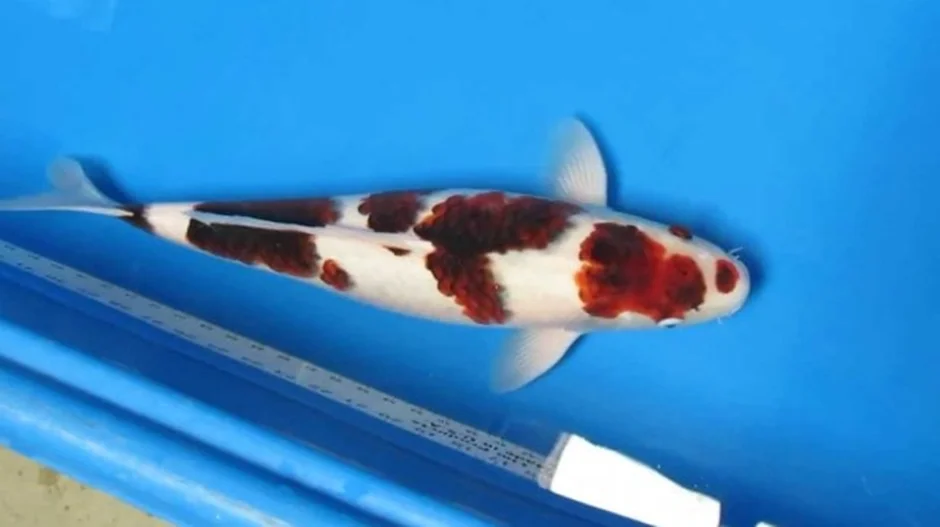 Ikan Koi goromo Jasa Pembuatan Kolam Ikan Koi Berpengalaman 