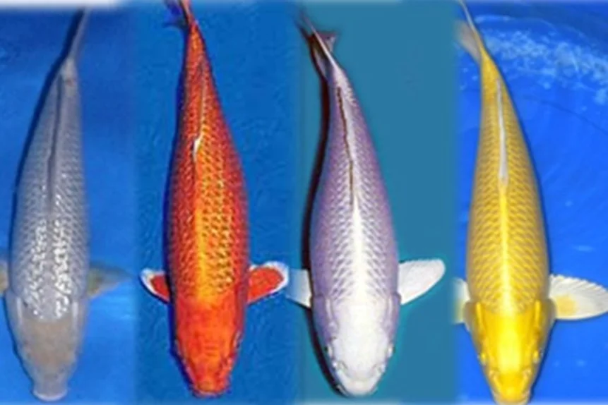 Ikan Koi kawarimono Jasa Pembuatan Kolam Ikan Koi Berpengalaman 