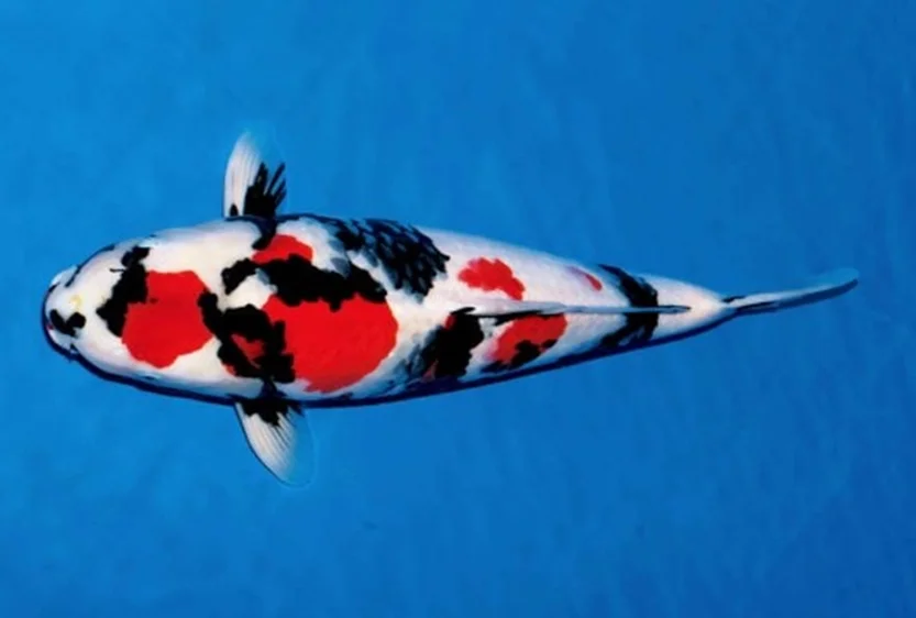 Ikan Koi showansansoku Jasa Pembuatan Kolam Ikan Koi Berpengalaman 