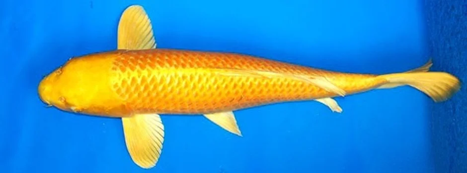 Ikan Koi Ogen Jasa Pembuatan Kolam Ikan Koi Berpengalaman
