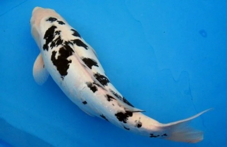 Ikan Koi Shiro Beko Jasa Pembuatan Kolam Ikan Koi Berpengalaman 