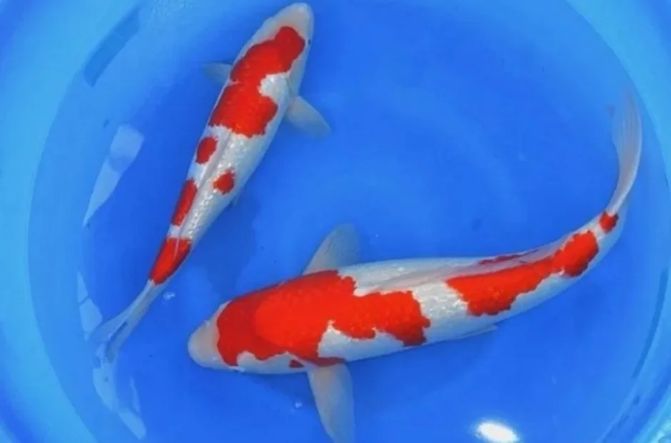 Ikan koi Kohaku Jasa Pembuatan Kolam Ikan Koi Berpengalaman 