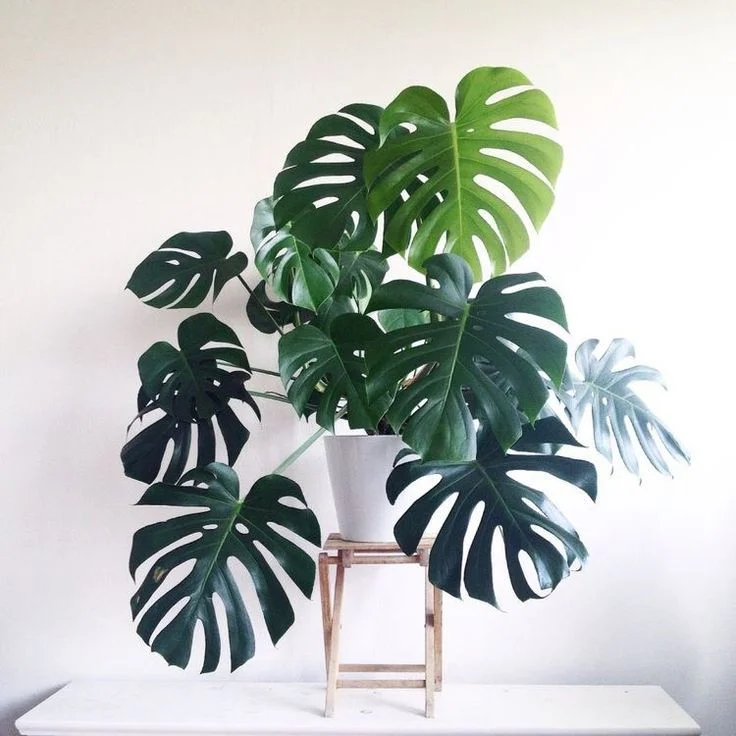 monstera monstera agro tani sejahtera