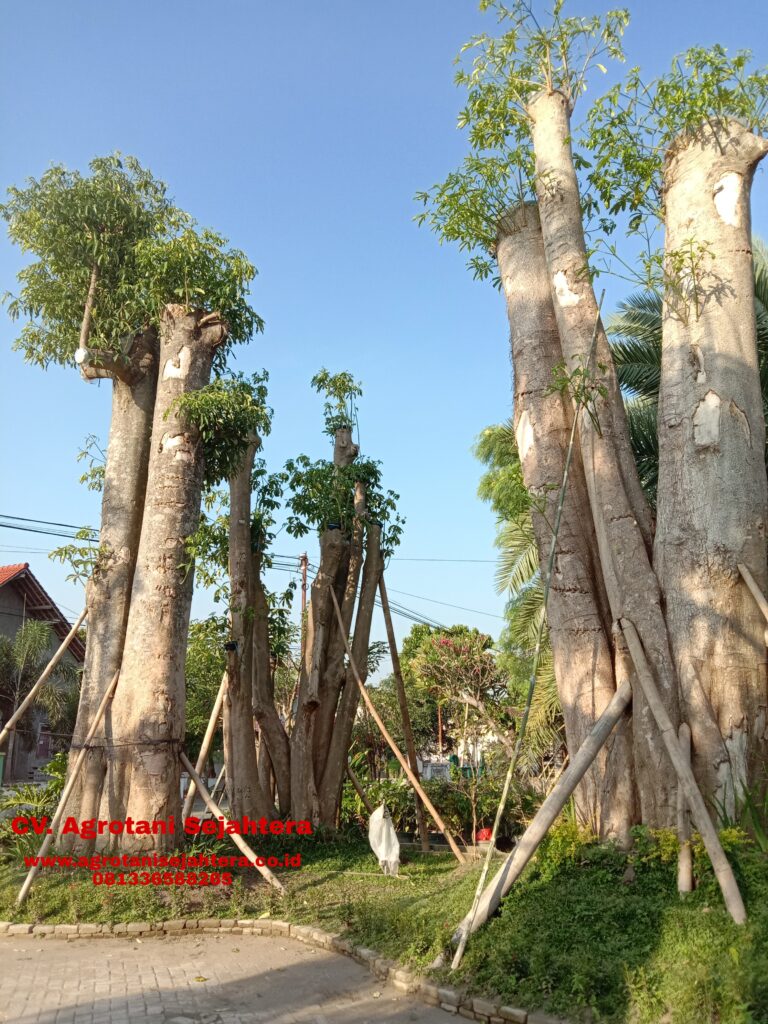 Jual Pohon Tabebuya Kutai Timur