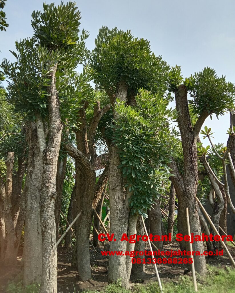 Jual Pohon Tabebuya Berkualitas Bergaransi