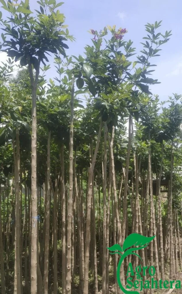 Jual Pohon Tabebuya Berkualitas Dan Bergaransi