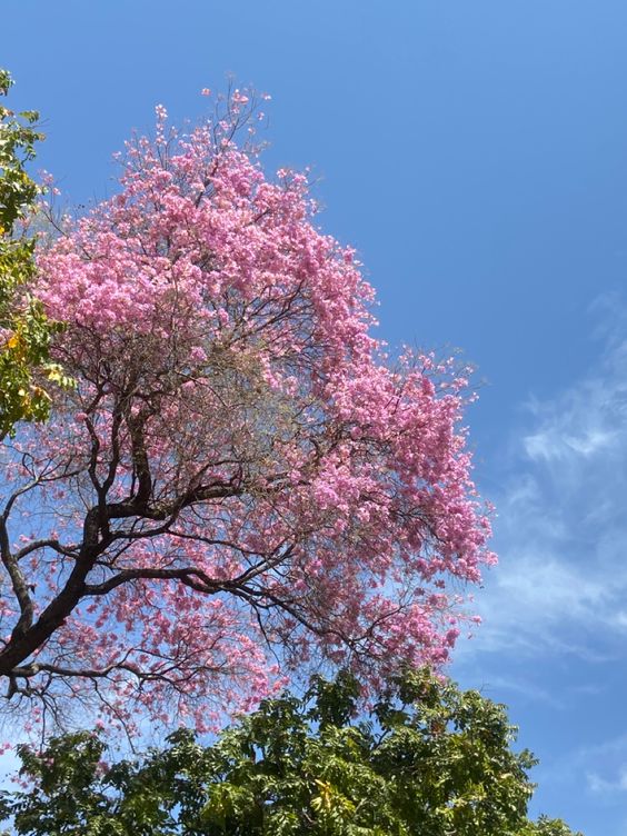 Jual Pohon Tabebuya Pink Termurah bergaransi