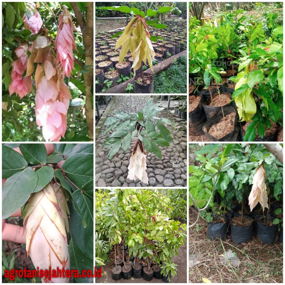 Jual Pohon Sapu Tangan Agrotani Sejahtera