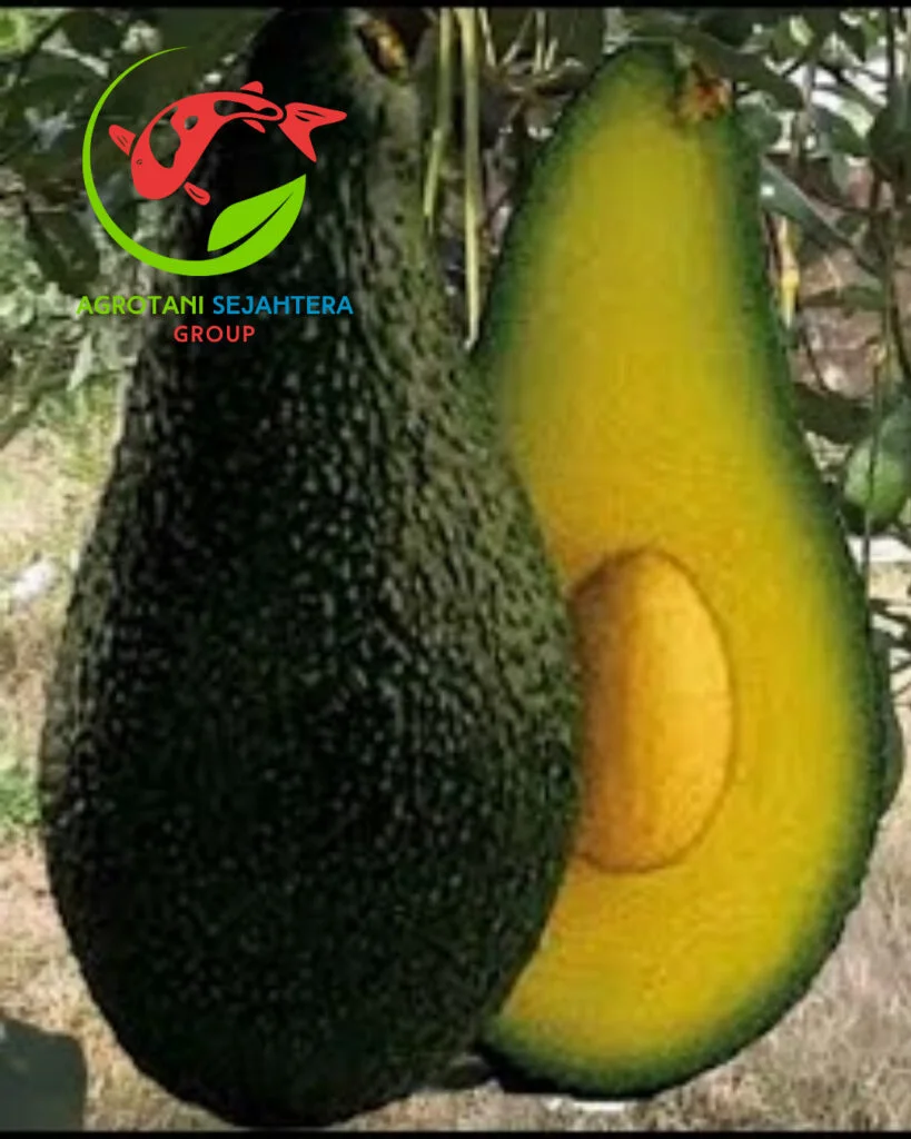 buah pinkerton