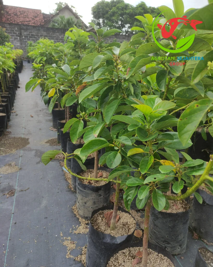 bibit alpukat impor hong ngoc