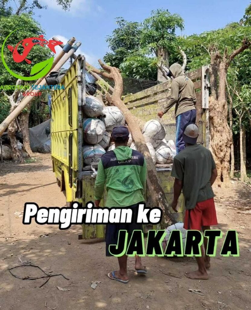 pengiriman jakarta