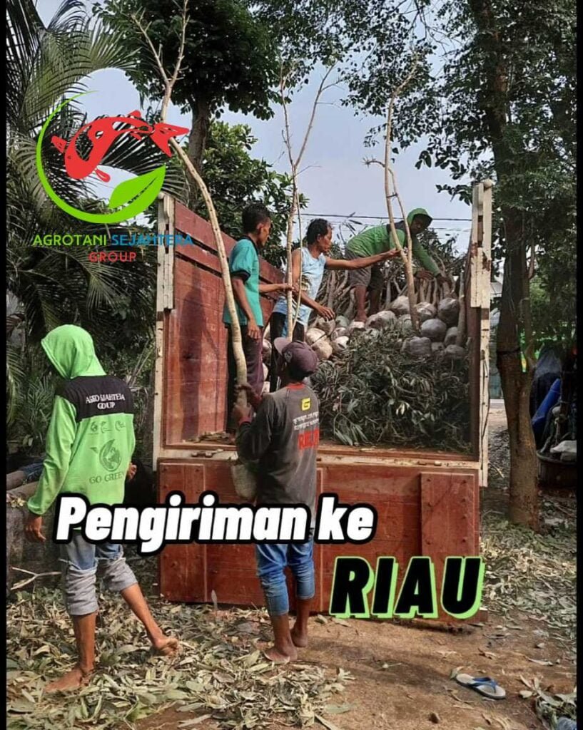 pengiriman riau