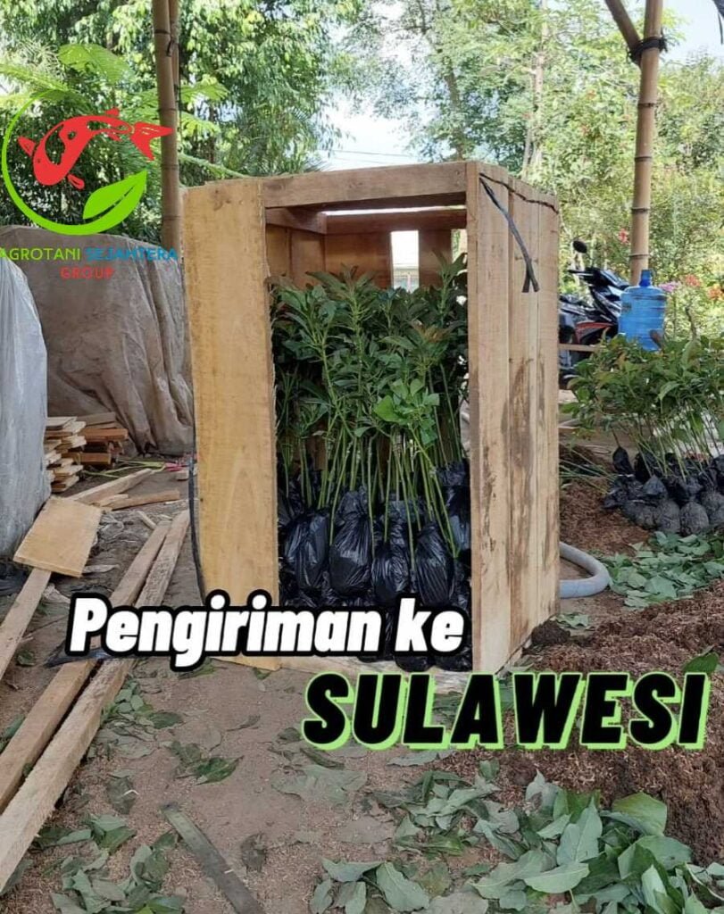 pengiriman sulawesi