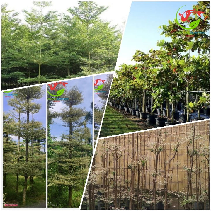 Jual Pohon Ketapang Wonosobo