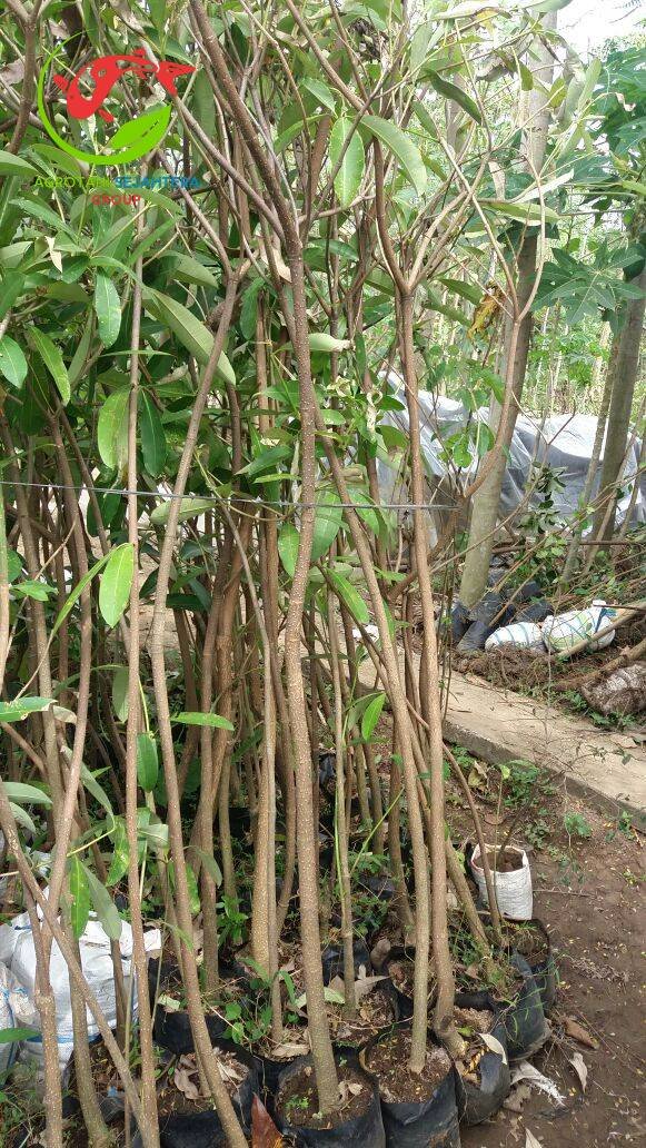 Jual Bibit Pohon Pule