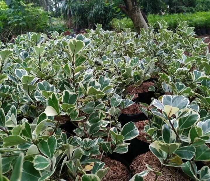 Bibit Beringin Kupu Kupu Varigata 2