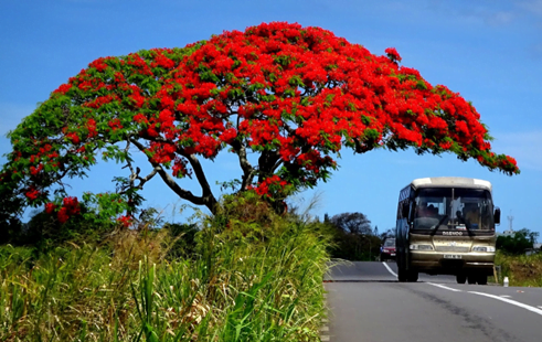Jual Pohon Flamboyan Bangkalan