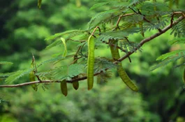 Buah Flamboyan