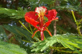 Daun Flamboyan