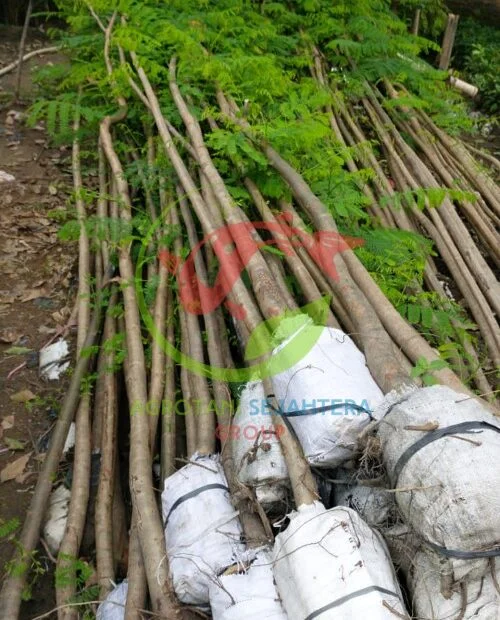 Jual Pohon Flamboyan