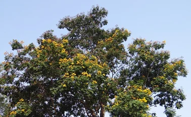 Pohon Flamboyan bunga kuning