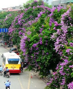 Pohon Flamboyan bunga ungu