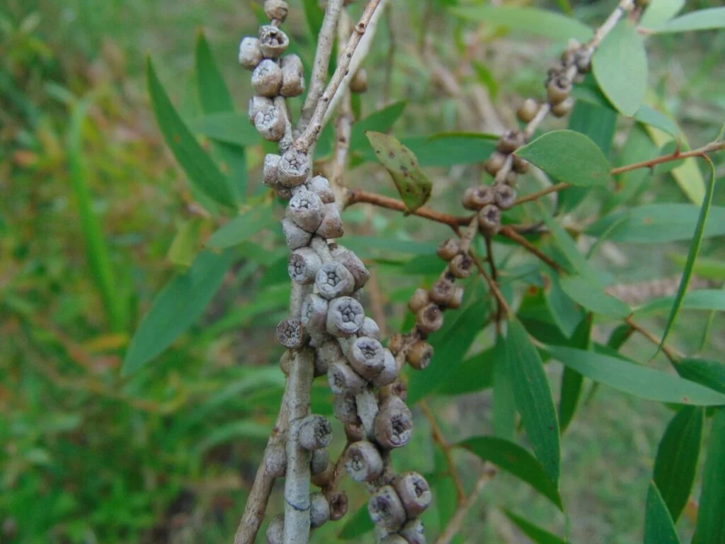 buah pohon