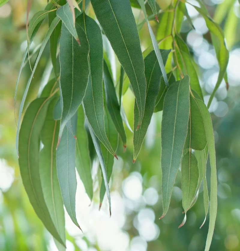 daun tanaman kayu putih