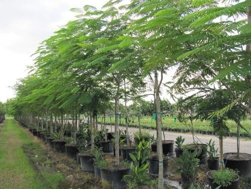 Jual Pohon Flamboyan Tangerang Selatan