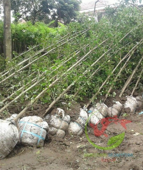 Jual ketapang kencana tinggi 2 meter