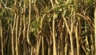 pohon tabebuya tinggi 3 meter