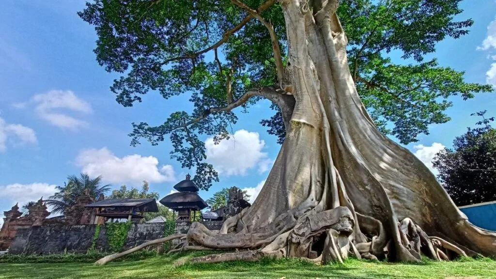 Tanaman kayu putih