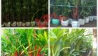 Jual pohon Palem merah