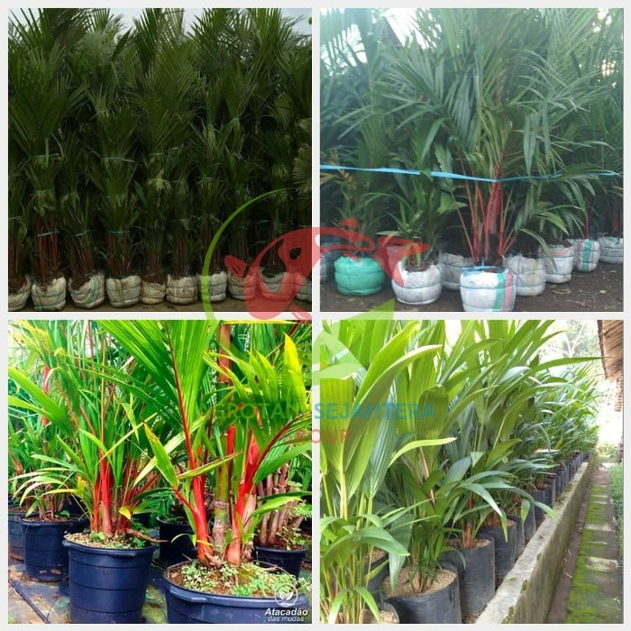 Jual pohon Palem merah