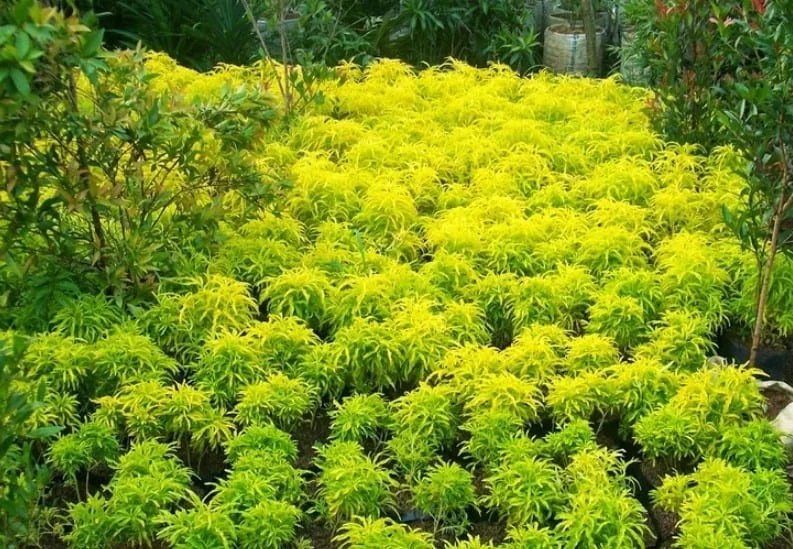 Bunga Brokoli Kuning