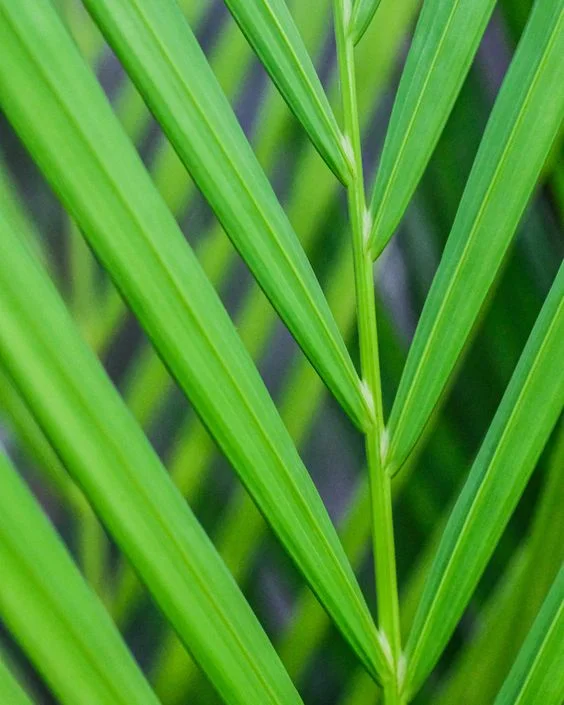 daun palem kuning