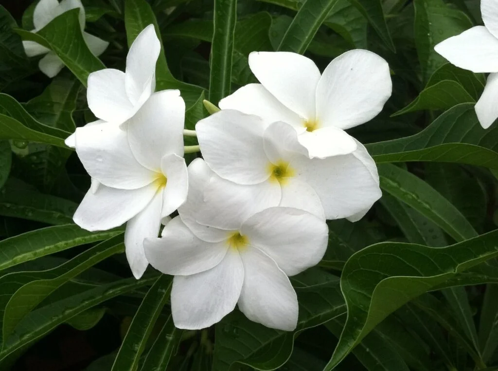Plumeria Pudica 