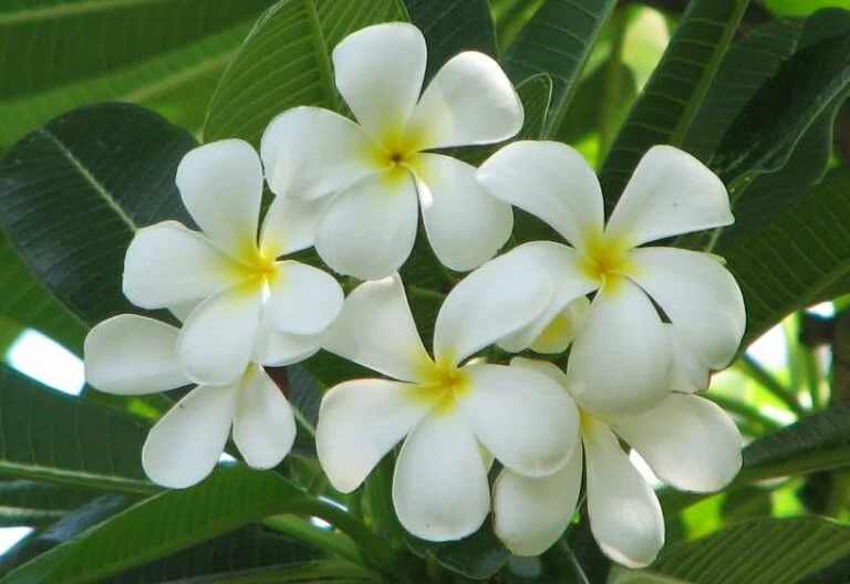 Plumeria obtusa