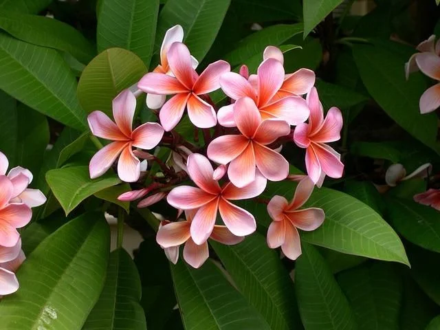 Plumeria rubra