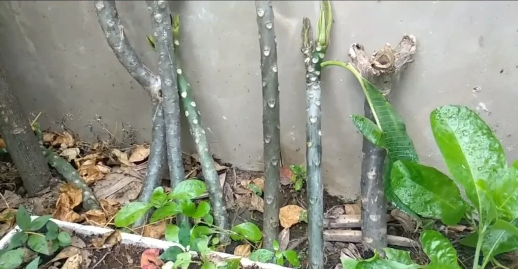 Stek Pohon Kamboja